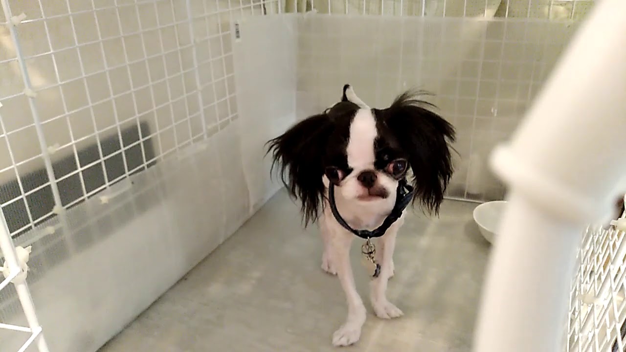 落ち武者姿になった 狆の しつけ を披露する 単なる愛犬バカですねん 狆の恵比寿ちゃんの成長日記