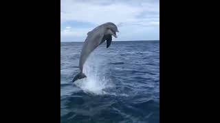 Какие же дельфины общительные