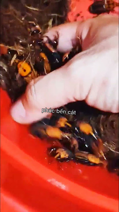 Đuông dừa giống anh em ơi/Coconut worms are like brothers.