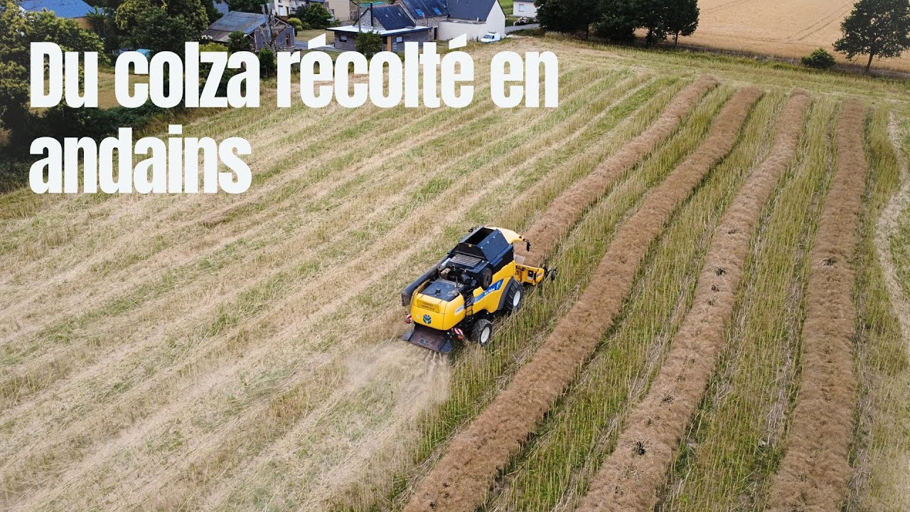 Le fauchage andainage du colza est une affaire de stade