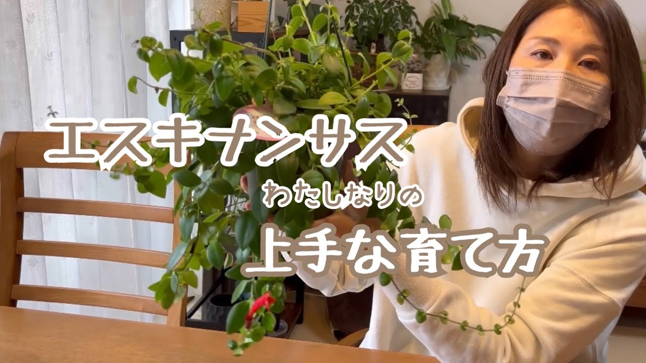 How to エスキナンサスの上手な育て方 - YouTube