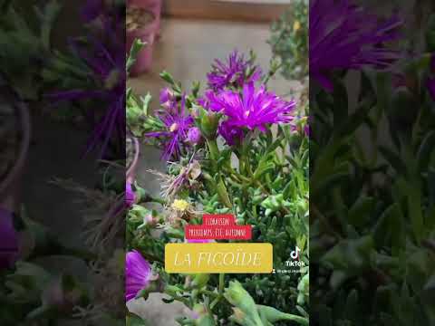 Vidéo: Plantes en plein soleil : quelles plantes apprécient le plein soleil