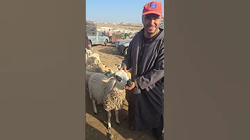 اجي تشوف هاد الحولي اش دار ب لسانو تبارك الله بارطاجي أحلى متابعين السوق الاسبوعي متابعة 