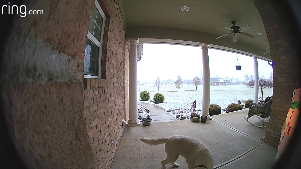 Dog caught stealing package from neighbor's porch - YouTube