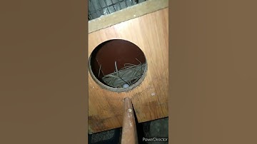 Java Birds Breeding Pair