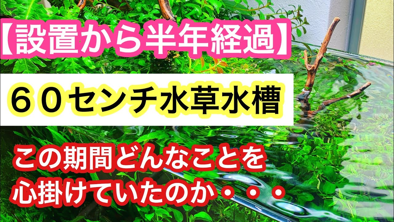60cm aquatic plant tank] We're revealing the progress of our