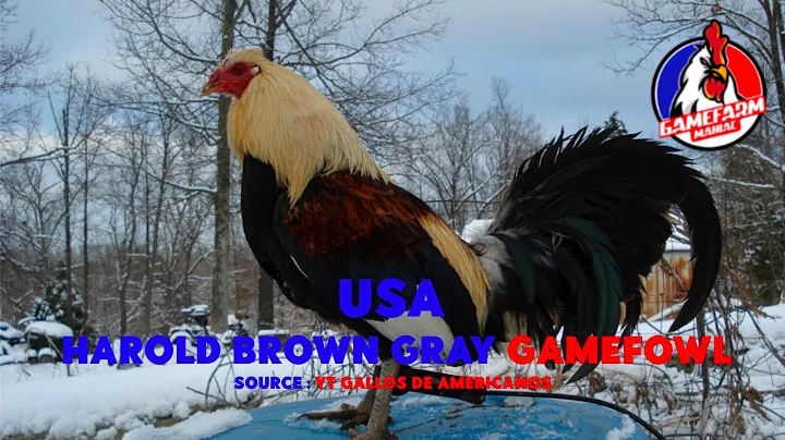 HAROLD BROWN GRAY GAMEFOWL | USA