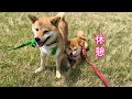 お散歩中、弟を日陰にして休憩する柴犬が可愛い