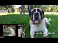 Giant Dog Aggression - Bruno the Saint Bernard - Severe Dog and Leash Aggression - 175 lbs