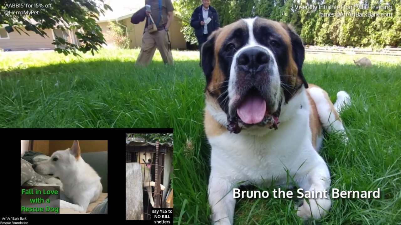 saint bernard aggression