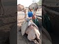 جاء قطيع من الجمال للمساعدة في جمل مسك