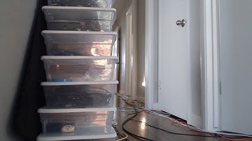 Quiet hangout, with Tuco the cat [2020-02-20]