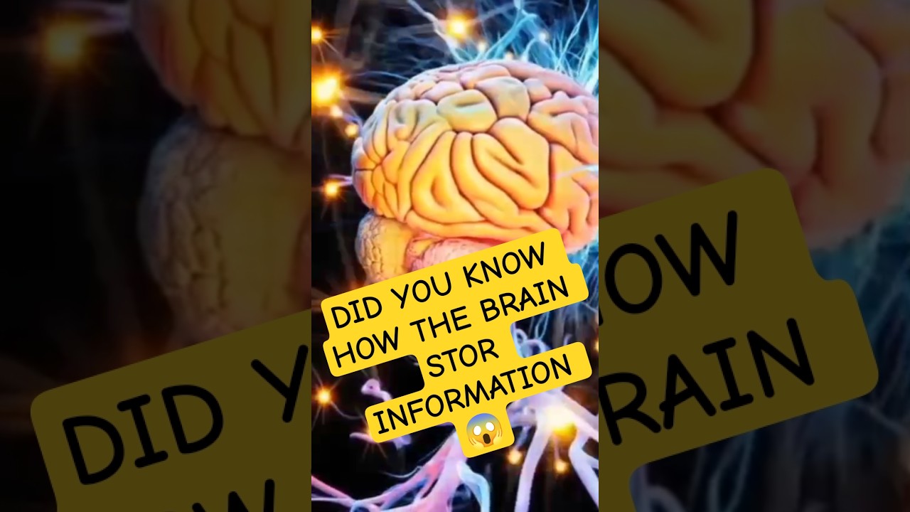 How much data human brain store  