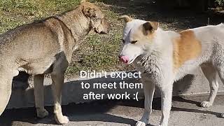 Feeding Two Big Stray Dogs 🐕🐕#feeding #dogs by With Love To Animals  456 views 2 months ago 3 minutes, 37 seconds