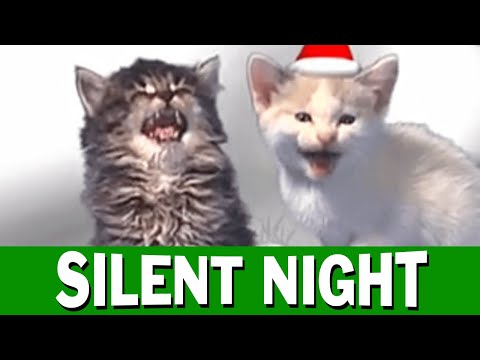 Jingle Cats Silent Night