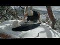 Pair of bald eagles exchange incubation duties at their snowcovered nest