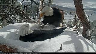 Pair of bald eagles exchange incubation duties at their snow-covered nest