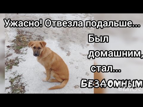 Ужасно! Отвезла подальше...Был домашним, стал... БЕЗДОМНЫМ