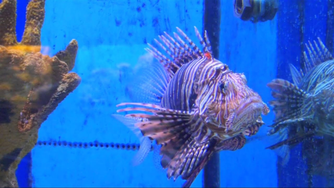 Plymouth Aquarium Visit YouTube