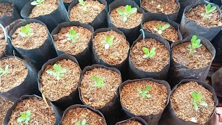 Mai June में अडेनियम सीडलिंग रिपोट  करते समय इन बातों का ध्यान रखें how to repot adenium seedling