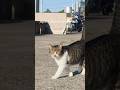 300 Cats Live Here!? 🐈✨ Japan’s Amazing Cat Island. #shorts #catisland #catlovers