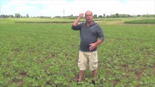 Soybean School: Should My Crop be Sprayed for White Mould?