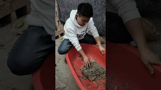 #Gecko Farming Techniques Sharing and Exchange, Traditional Chinese Medicine Farming Base.