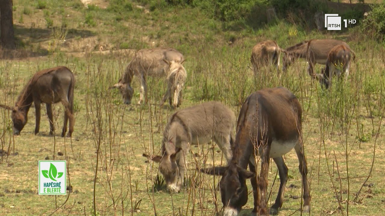 Gomari, specia që ka bashkëjetuar me njeriun | 