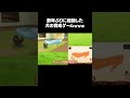 犬の育成ゲームを久しぶりに起動した結果 #Shorts #ゲーム実況