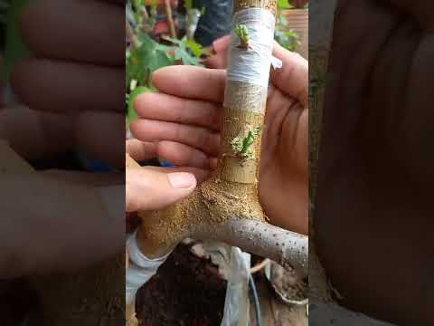 Kỹ thuật ghép và chăm sóc cây mới nhất – The latest technique of grafting and tree care #0861