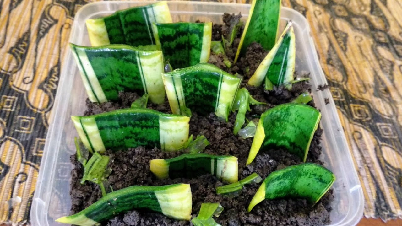 How to propagate a snake plant//Snake plant propagation(sansevieria) by