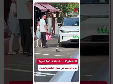 مشهد طريف من الصين حمامة شبعت لدرجة أنها لم تستطيع الطيران بعد تناولها الطعام بشراهة في شارع