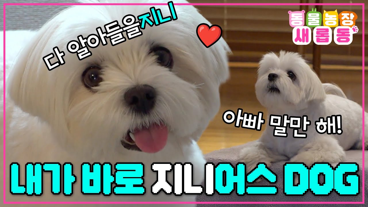 [#새롭동물농장] 아빠 말만 해! 내가 다 알아들을지니🧞 지니어스견 지니의 등장🐶 / EP.1251 #TV동물농장 #AnimalFarm #SBSstory