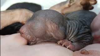 SUPER SWEET Baby Kittens Nursing  Don Sphynx