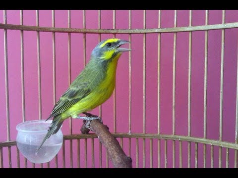 Burung Mozambik Gacor Suara Nembak Full Speed - YouTube