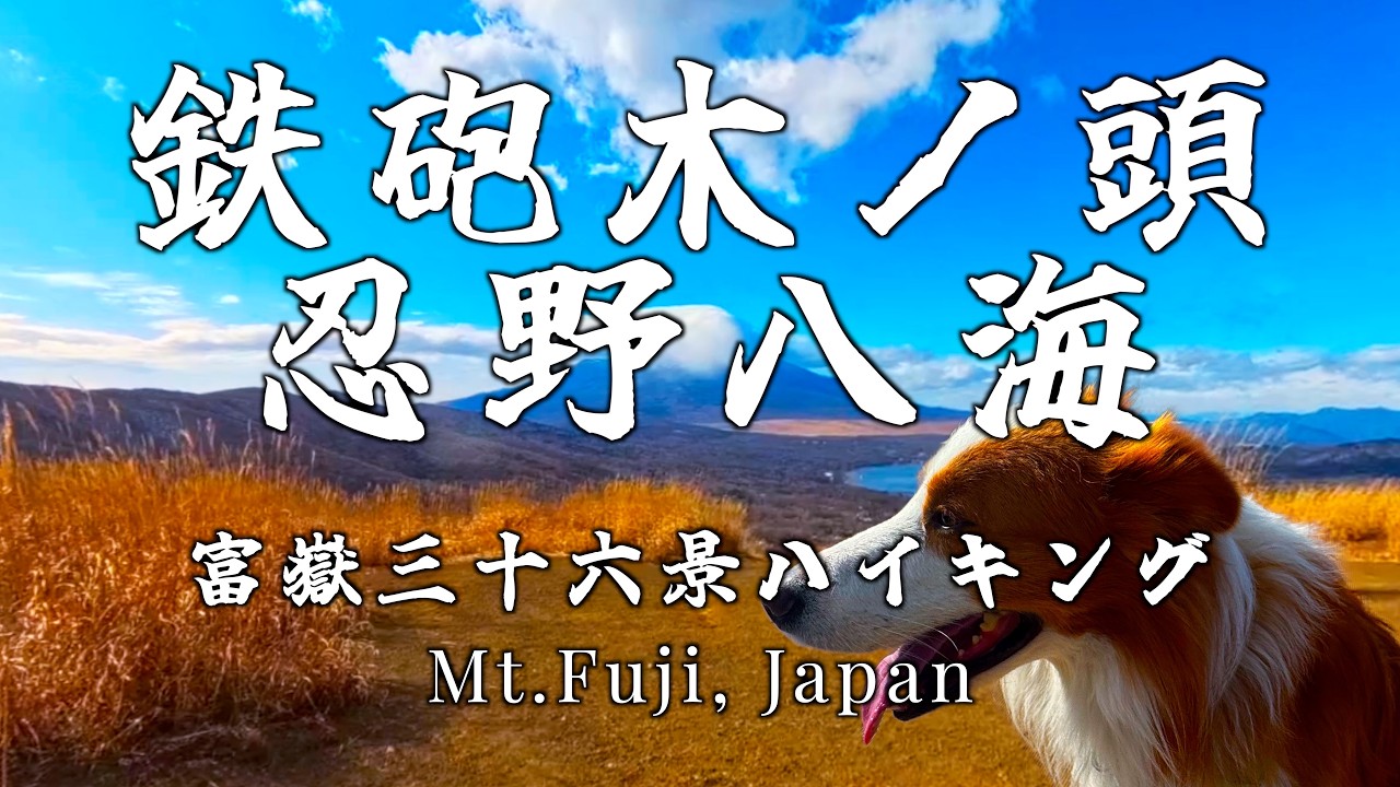 【鉄砲木ノ頭から忍野八海】30分で富士山の絶景が望める鉄炮木ノ頭と忍野八海へ