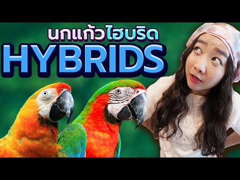 นกแก้วไฮบริด (Macaw Hybrid) Ep.192