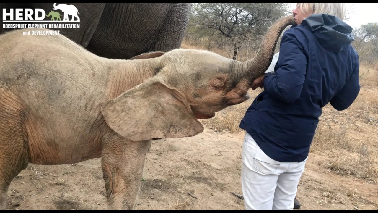 Orphaned elephant Khanyisa's morning bottle in the wild!
