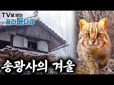 🎖️명작 다큐멘터리 영화✨｜봄, 여름, 가을, 겨울 그리고 다시 찾아온 송광사의 봄... ｜송광사의 사계절｜다큐프라임｜#골라듄다큐