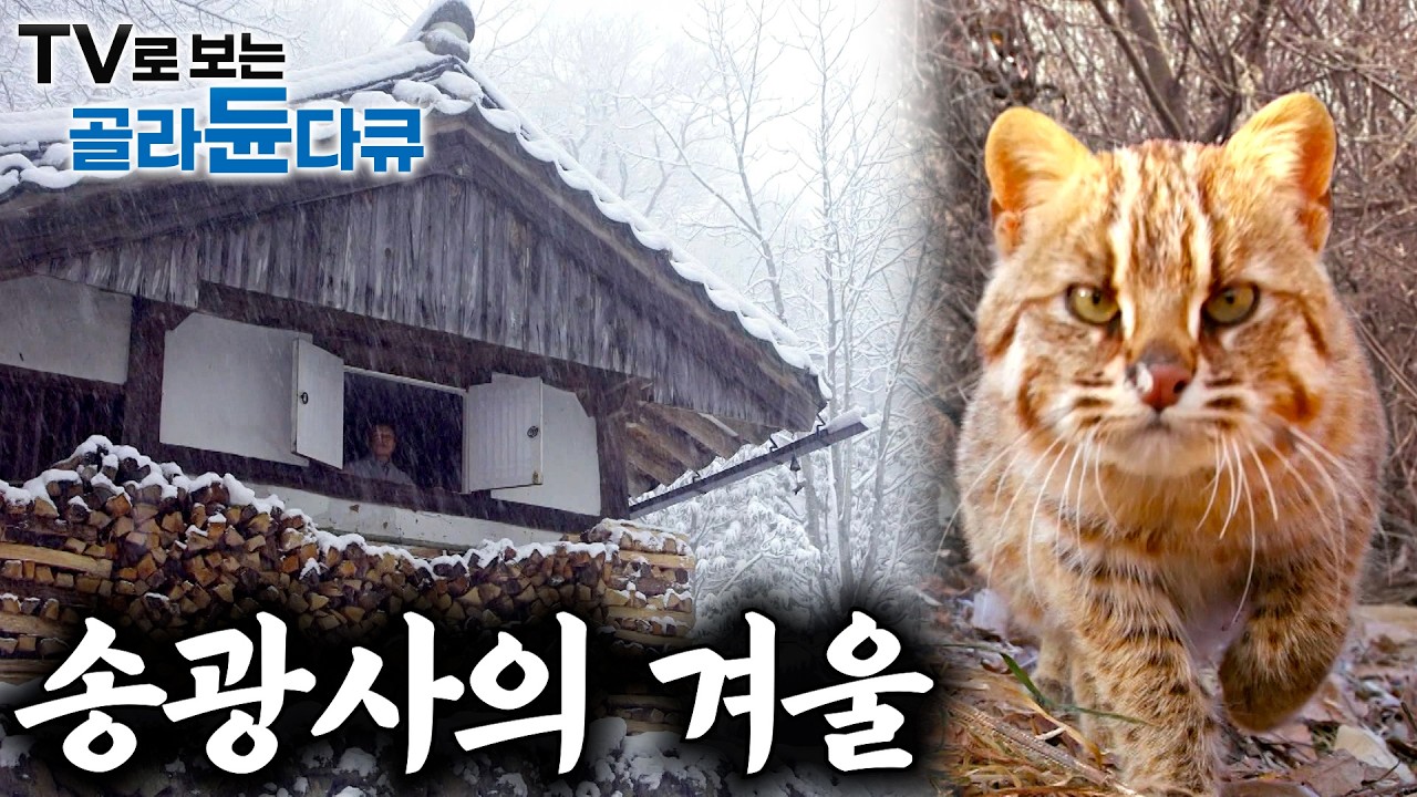 🎖️명작 다큐멘터리 영화✨｜봄, 여름, 가을, 겨울 그리고 다시 찾아온 송광사의 봄... ｜송광사의 사계절｜다큐프라임｜#골라듄다큐