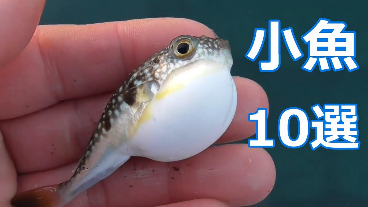 和歌山県紀南地方の堤防で釣れる小魚たち 可愛い小魚の映像 大物になるまではキャッチ リリースで海に返してあげましょう Youtube