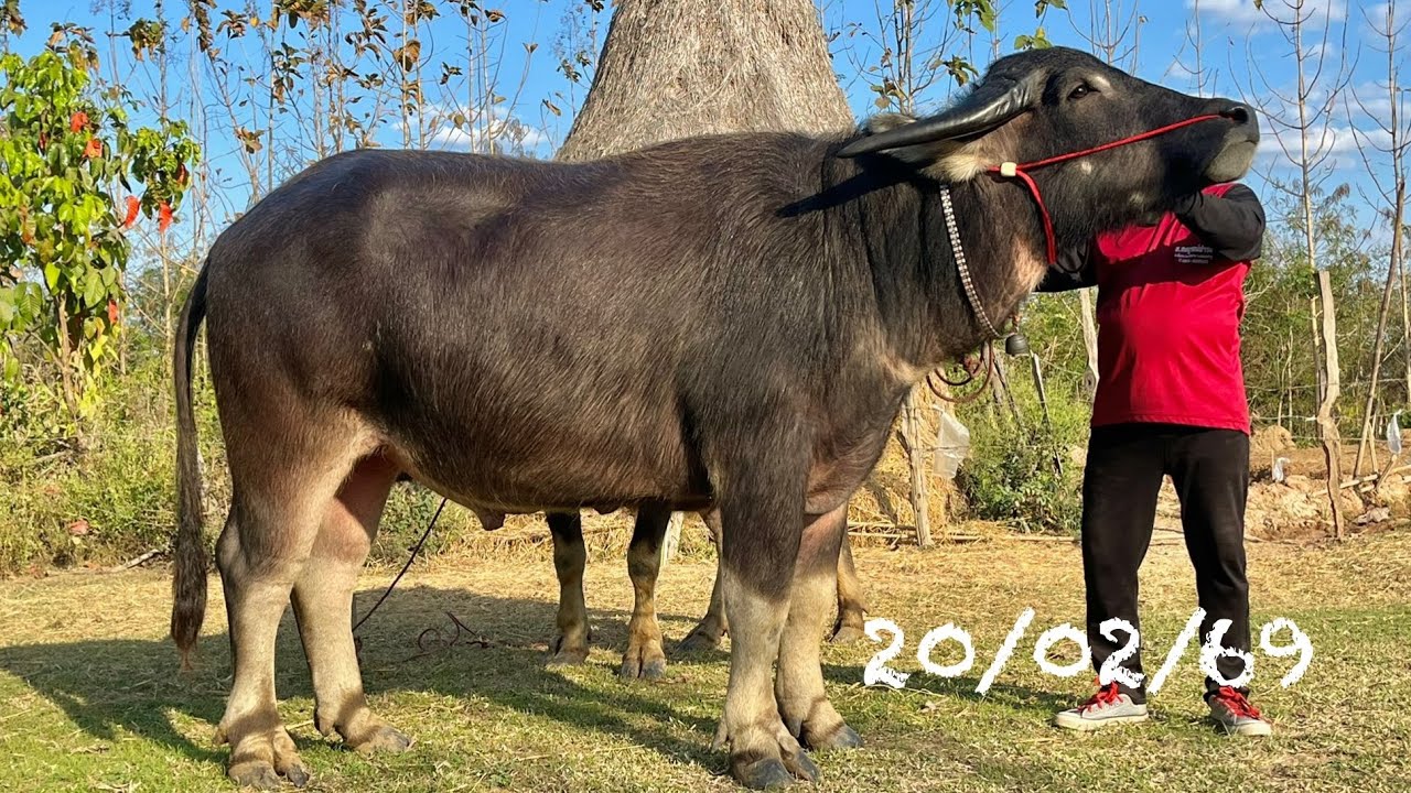 ถูกกว่านี้ไม่มีอีกแล้ว‼️พ่อพันธุ์,แม่ท้องแก่,แม่ลูกตัวเมียซื้อ2ได้3 มี7รายการซื้อ-ขาย-แลกเปลี่ยน