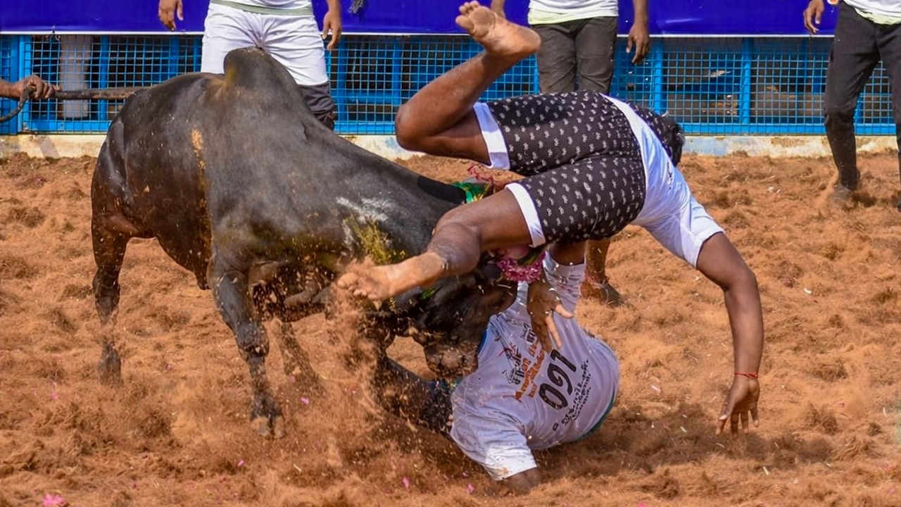 மலையக்கோவில் ஜல்லிக்கட்டு  ஜல்லிக்கட்டு வீடியோ 2026 Malaiyakovil Jallikattu Hilights Video