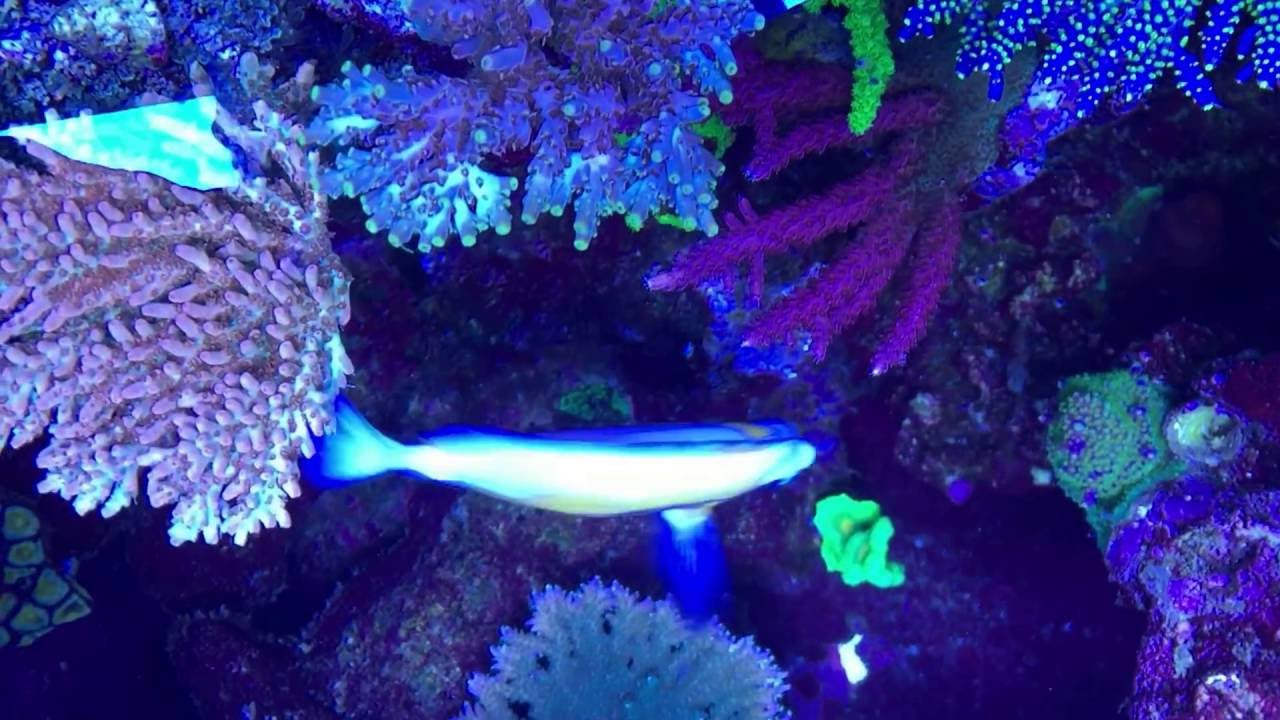 Top down of WWC's 900 Gallon Mother Colony Display (2' from far left)