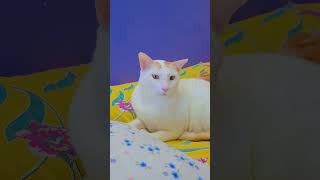 #trendingshorts#CatReels #PurrTherapy #CatLove #HealingPaws #CatASMR #PetReels