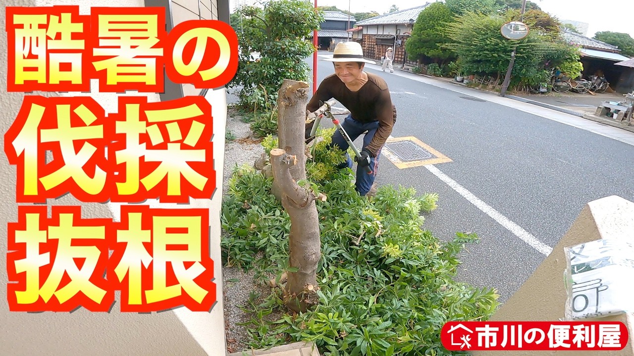 花壇スッキリ【酷暑7時間伐採🌲伐根🪓草取り🌿除草剤塗布散布🚰散水】お盆なしでフル活動してます☀️｜千葉県市川市の便利屋！各作業料一覧、お問い合わせ先は概要欄をご覧下さい！