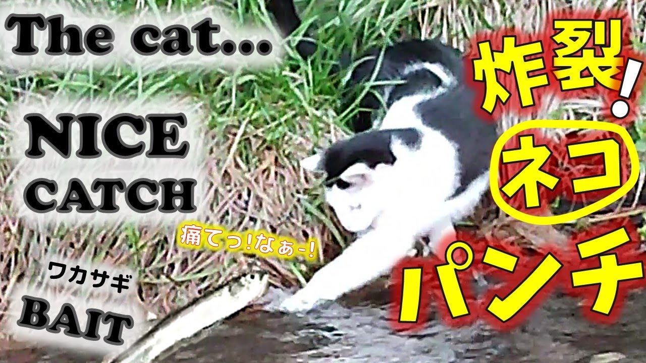 Cat catching fish/猫が魚を食べる(猫の魚狩り) - YouTube