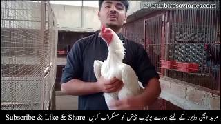 Aseel Murga Setup | Top Class Aseel variety | Aseel Roster Farm In Pakistan | Thai Aseel Urdu Hindi