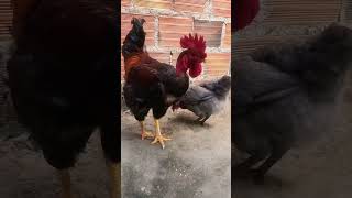 Polaco Caipira Gigante