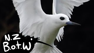 White tern  New Zealand Bird of the Week